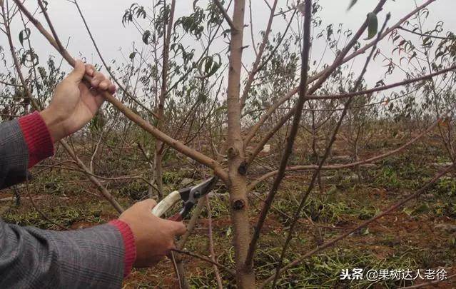 果树修剪只需3分钟,水平高低立见分晓!