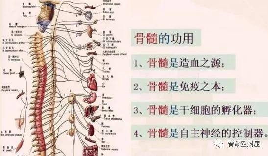 "髓空"的是人体"三髓"所需的营养物质缺乏,尤其是大脑中的脑磷脂