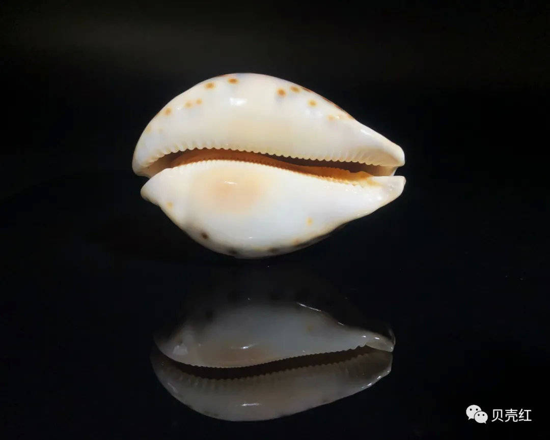 列为当时世界最稀有的50种贝壳之一,认为其具有较高的观赏和收藏价值