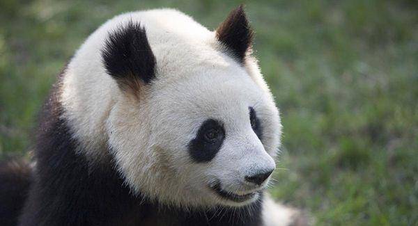 大熊猫为什么被视为中国的国宝?_成为了_动物_物种