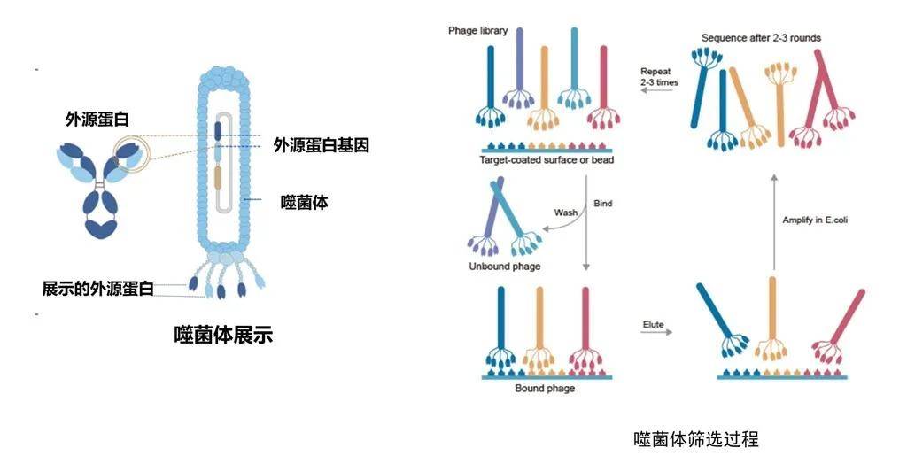 噬菌体_技术_球蛋白