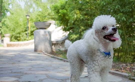 贵宾犬和泰迪的区别,贵宾犬什么颜色最贵你了解过吗!