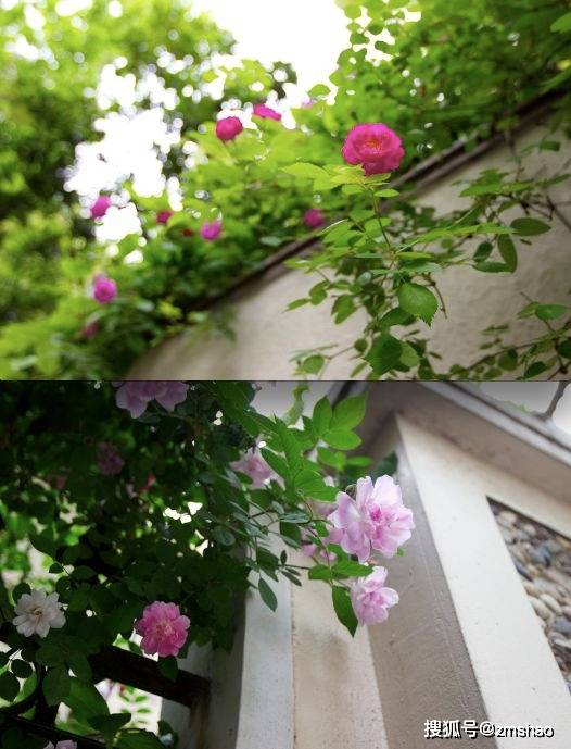 找到了我们冬天嫁接月季用的蔷薇枝条以及方法,上图(嫁接方法和我们