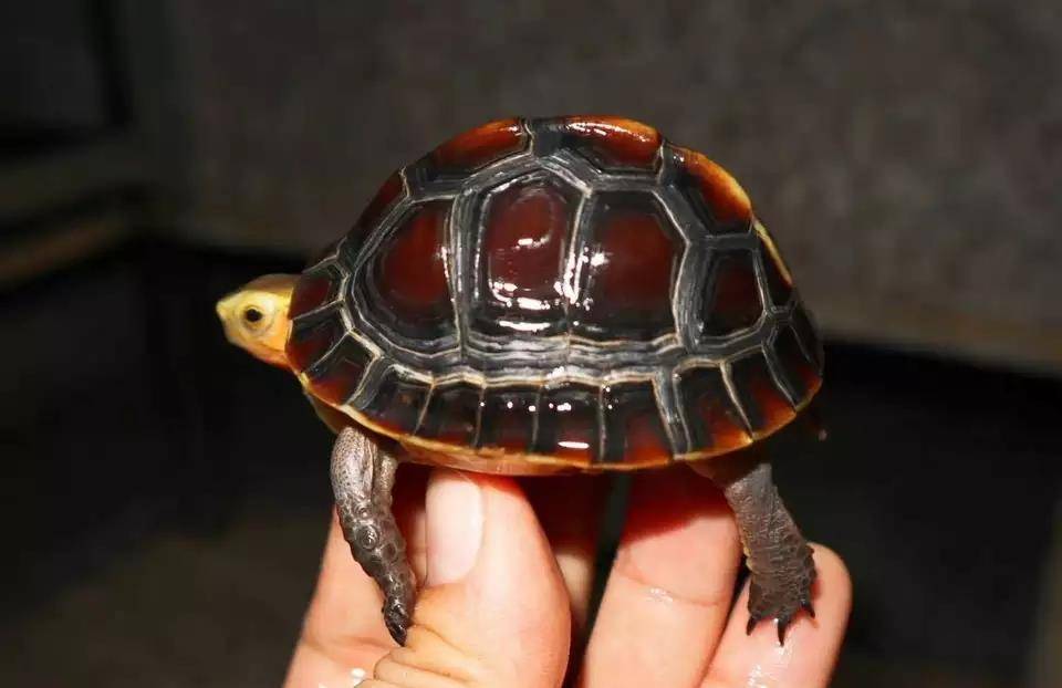 原创黄缘闭壳龟可以私人养吗?黄缘闭壳龟喂养和成长