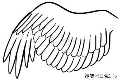鸟类的翅膀怎么画?