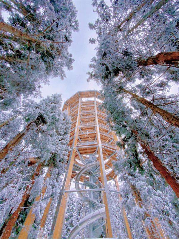 仙女山树顶漫步漫天飞雪马上到,武隆仙女山"惠玩"季提前开启.