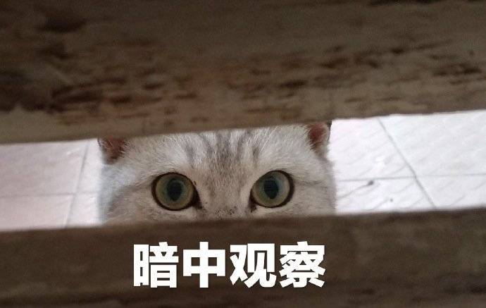 原创猫咪总是鬼鬼祟祟地观察主人到底什么意思