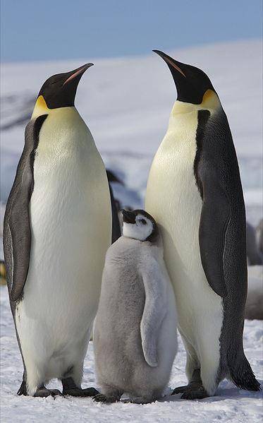 据说,世界上有18种企鹅,但栖息在鸟居的7种企鹅中,有5种已经繁殖成功