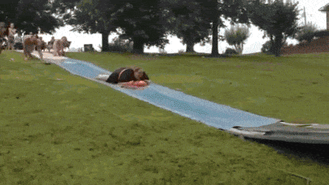 原创搞笑gif趣图我就想知道它是怎么进去的