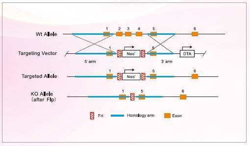 飞凡检测es基因打靶小鼠模型之完全性基因敲除小鼠