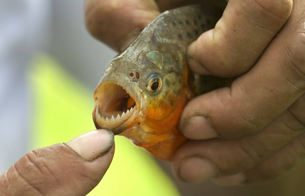 原创46年前大巴落水38人被咬成白骨食人鱼真的危险还是被误解了