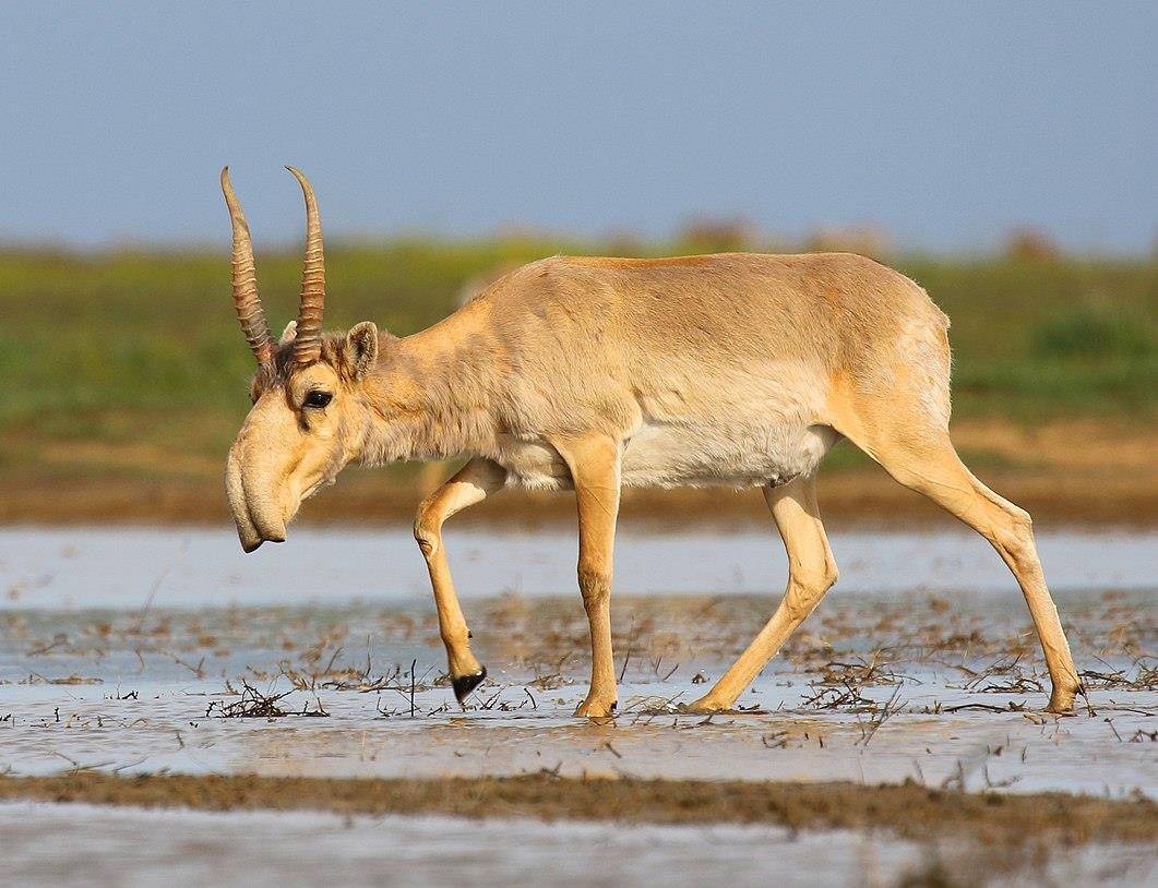 赛加羚羊(saiga tatarica)是一种极度濒危的羚羊,它已经从中国和蒙古