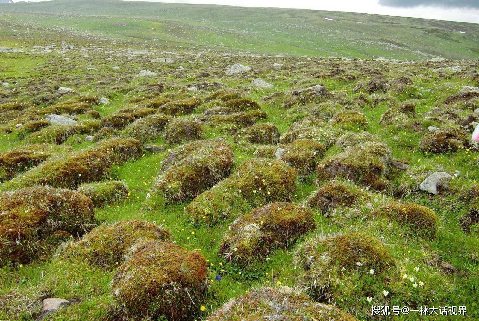 在地球上,这种生态系统称为苔原,它是以草类,灌木,地衣和苔藓构成的