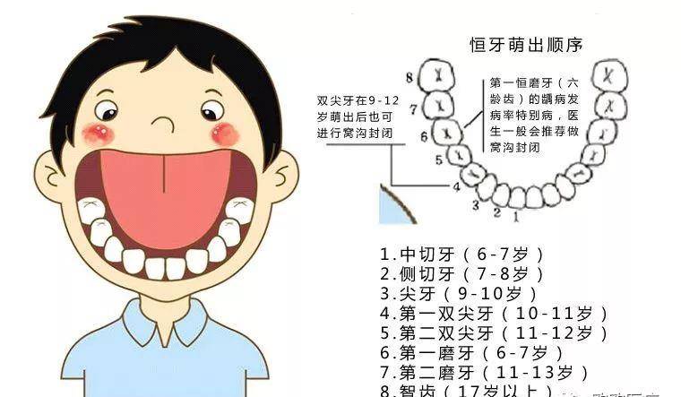 从宝宝出生6个月左右开始萌出第一颗乳牙,到2岁半左右20颗乳牙才会长