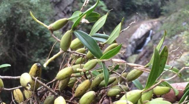 农村一种植物叫"石橄榄",药食价值极高,如今成稀罕货,请珍惜_食用