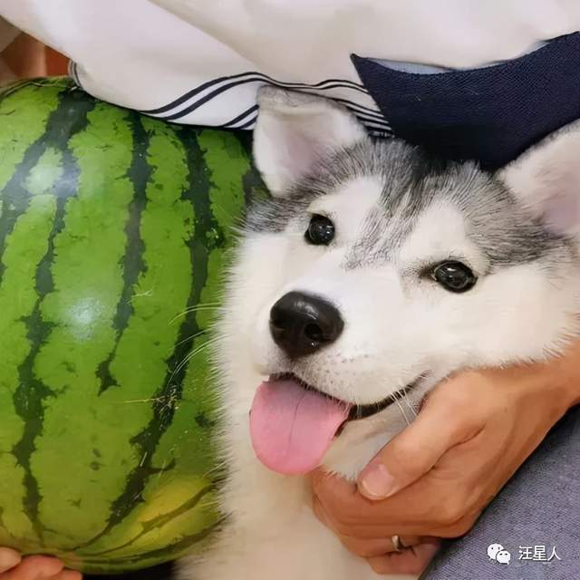 哈士奇也有治愈系这只二哈从小萌到大简直不可思议