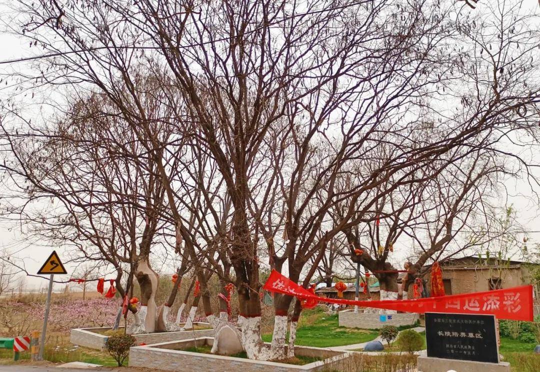 咸阳市徐家寨村:三株古皂荚树,种植于明代末期_长陵