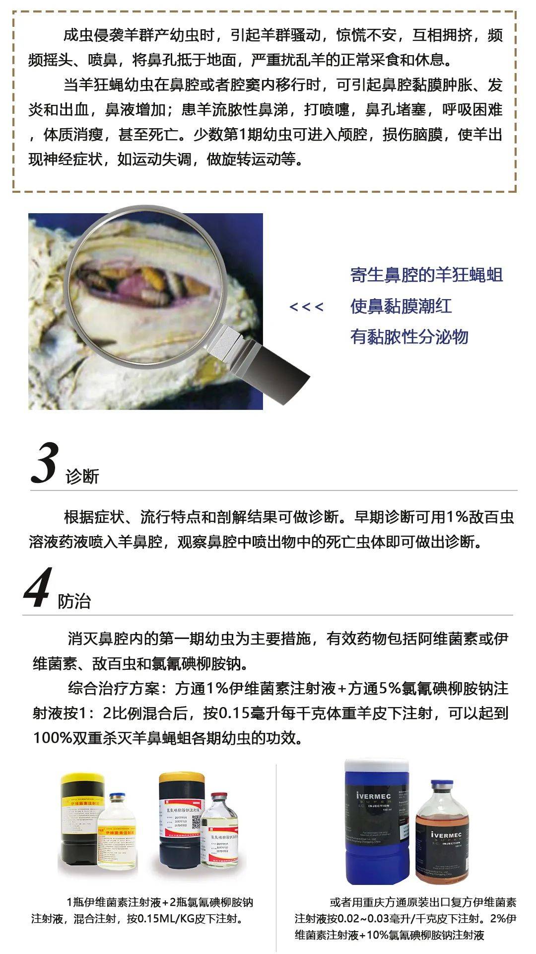 方通课堂羊狂蝇蛆病