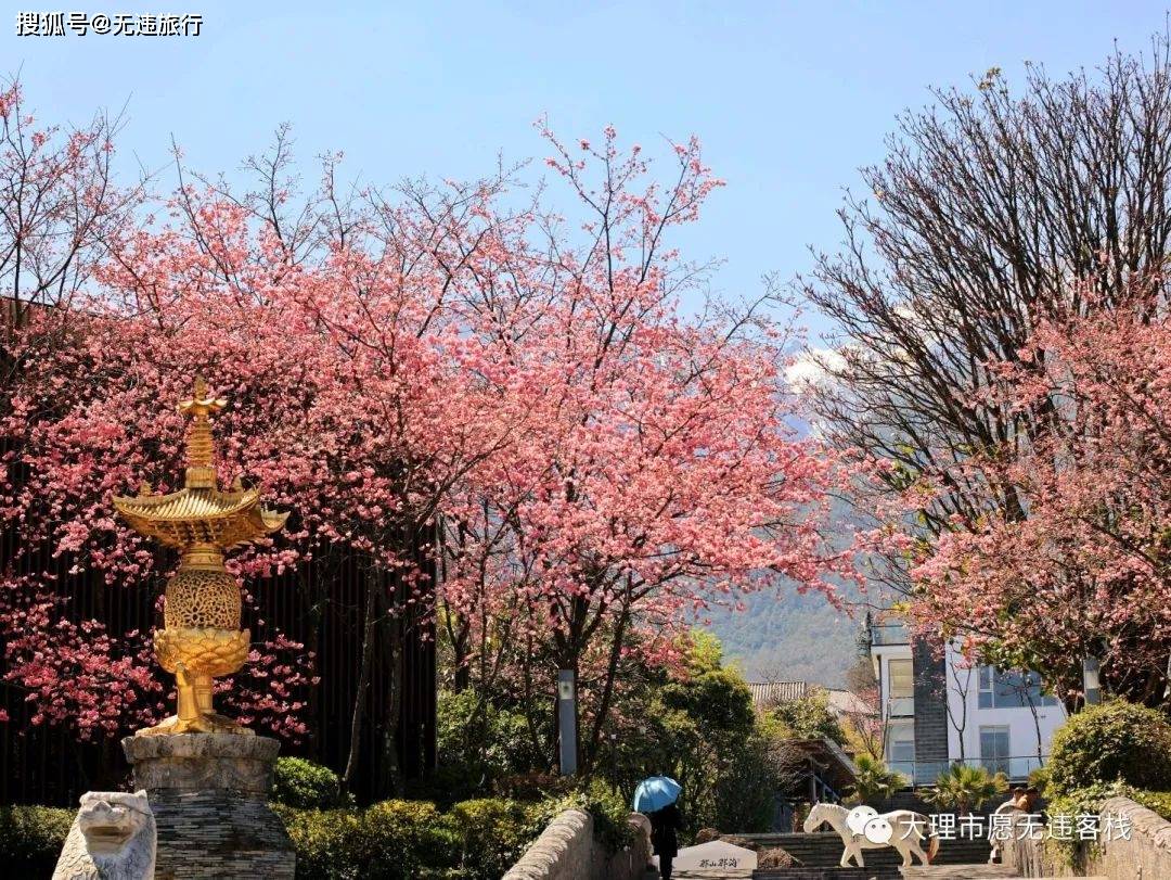 樱花盛开山水间,又是一年春天到_大理_苍山_美景