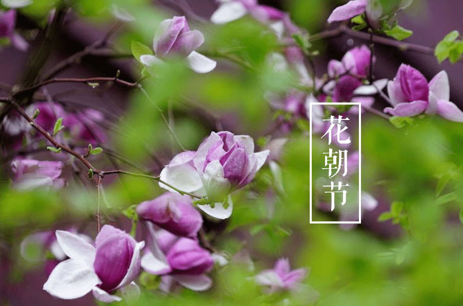 诗词鉴赏即将消失的美好花朝节愿你不辜负每一场花开