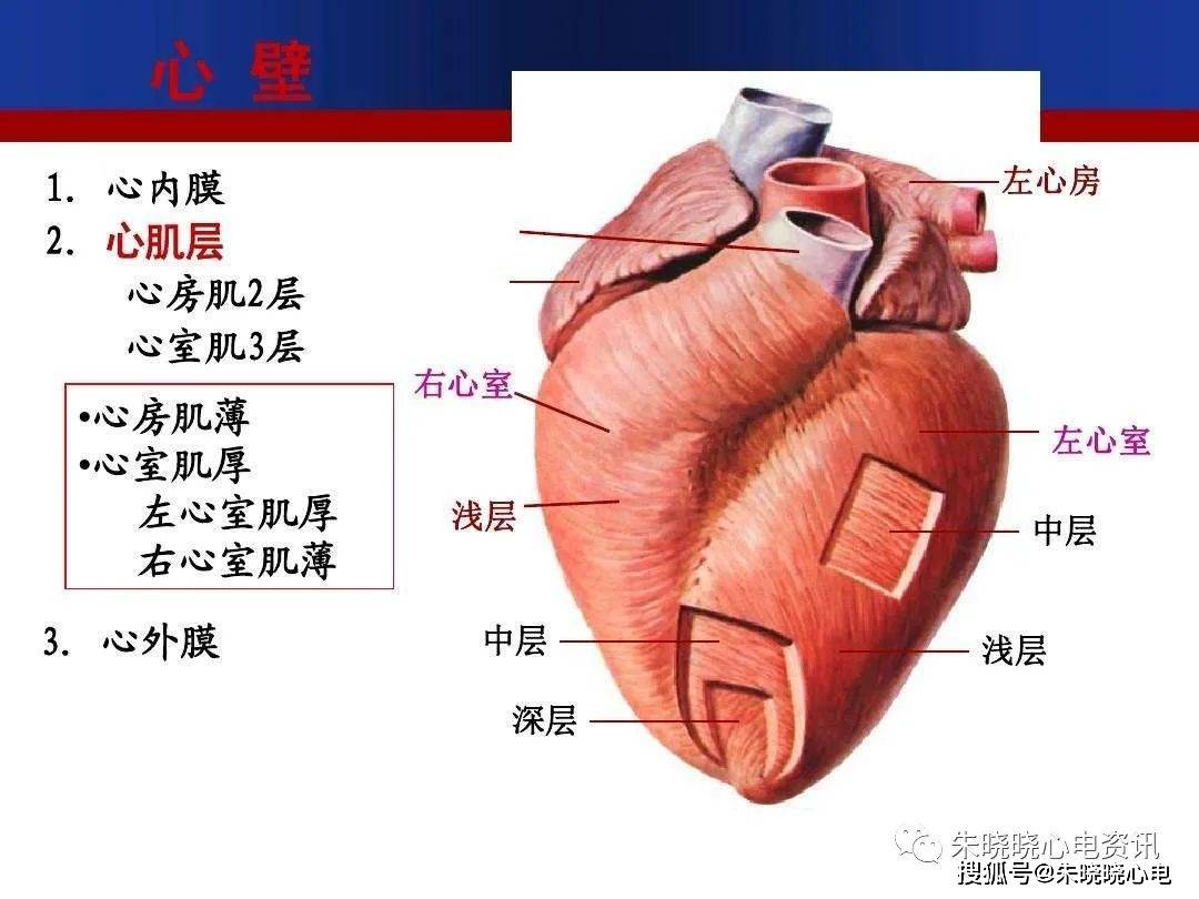 心脏解剖与传导系统_动脉_房室_部分