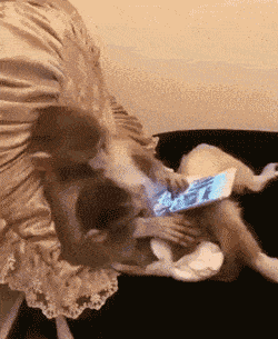 奇怪,猴哥啥时候学会玩平板电脑了?