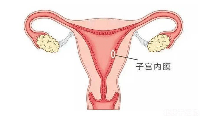 子宫内膜蠕动波:想怀孕千万别忽视它!_生殖_移植_胚胎