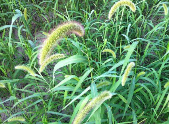 农村野草狗尾巴草出名了捣碎敷用几天腿疼积液悄悄溜
