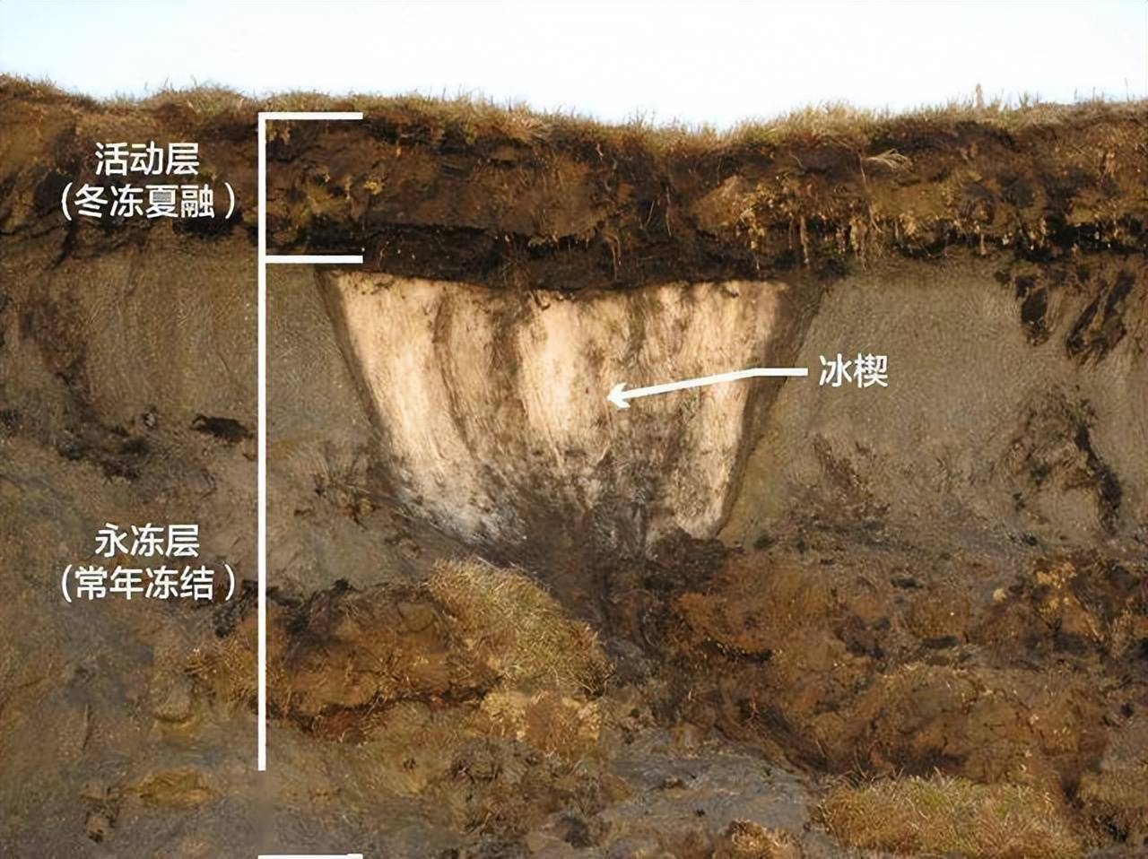 原创北极冻土层迅速融化冰封了42万年的线虫一面世就活了过来