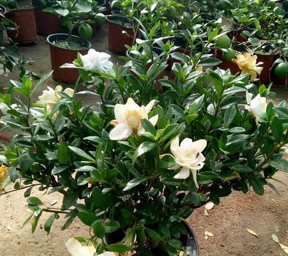 栀子花不开花?不懂它的习性瞎养,买多少也养不好_修剪_花苞_养护