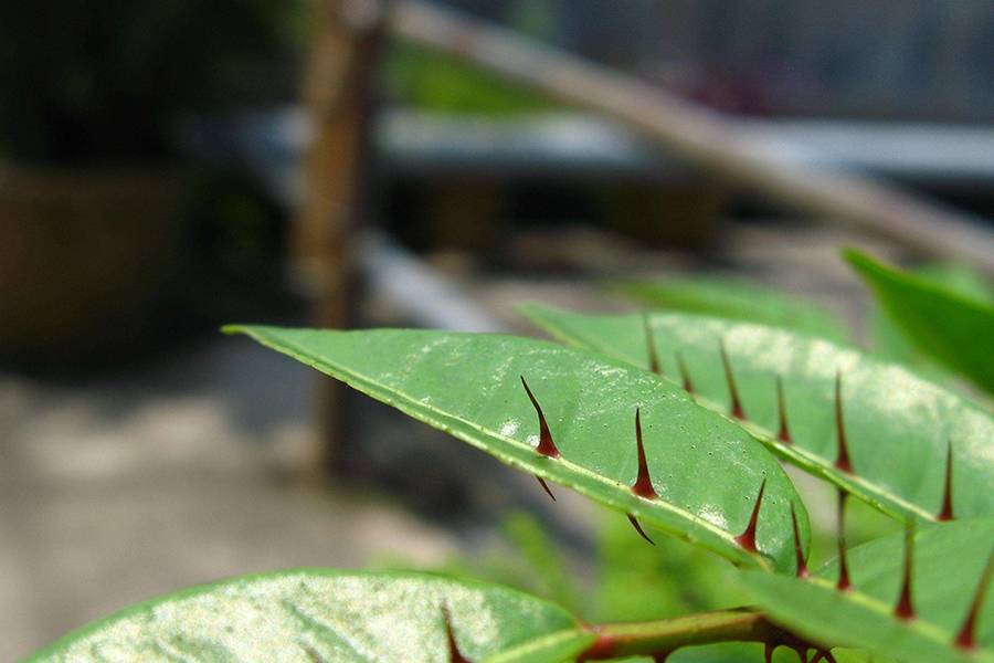 两面针是芸香科花椒属木质藤本植物,主要分布于我国南方地区,多生长于