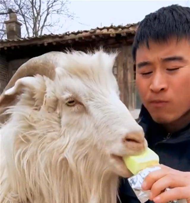 现在山羊太厉害了,不给吃还会去抢_人类_主人_动物