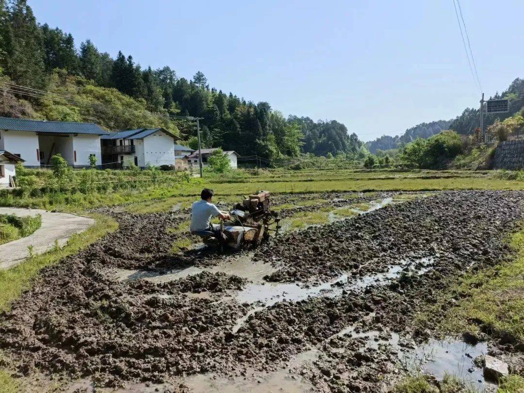 会昌县永隆乡:耕牛铁牛齐上阵,助力春耕生产_农业_耕作_土地