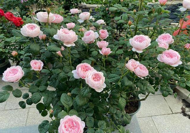 月季花界的"女神"—瑞典女王,又美又仙,四季花开,你值得拥有_花朵