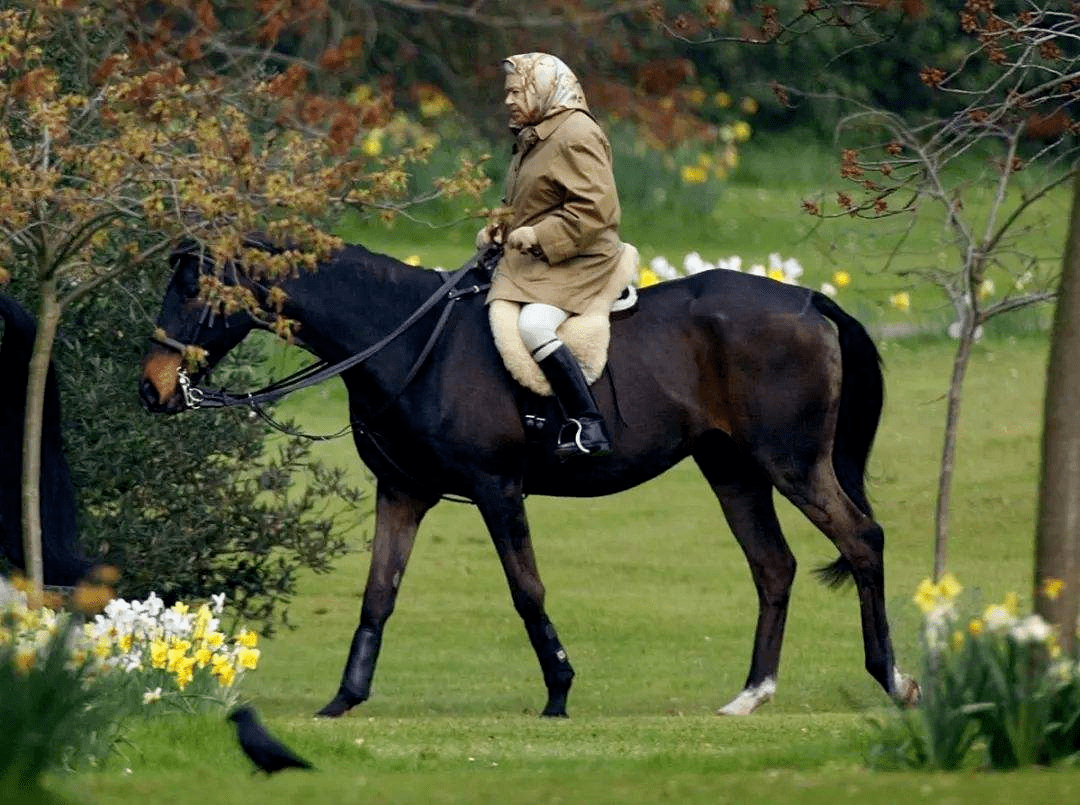 大陆马合作伙伴聚星马粮快讯96岁英国女王爱它爱了92年