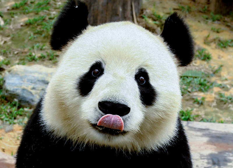 大熊猫为什么会成为中国所特有的物种_生活_的地区_我国