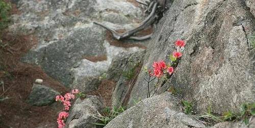 一株野花草,虽然平凡,渺小,但却有坚韧不拔的生命力;虽然外表普通,但