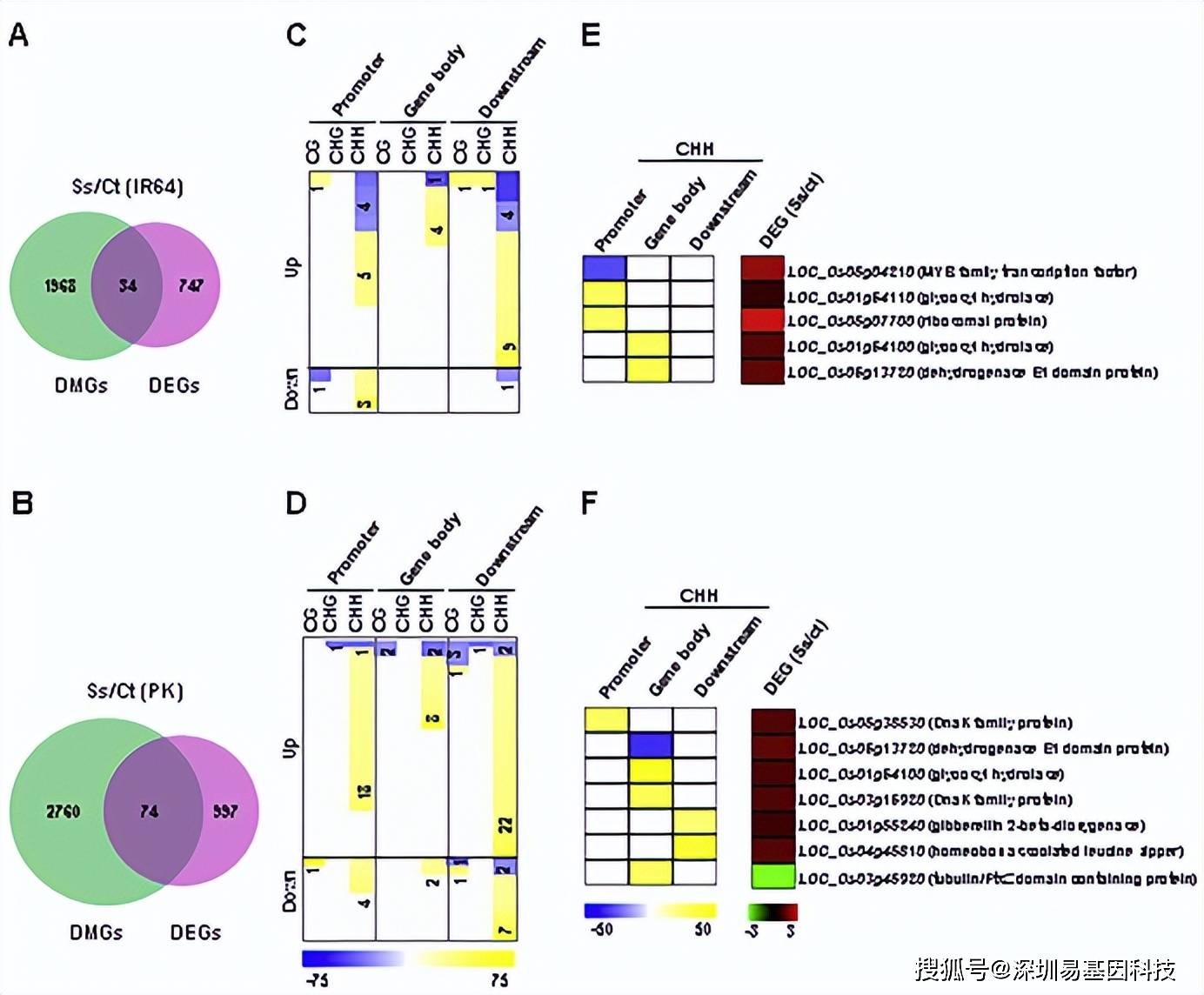 dna甲基化在水稻植物生长发育的表观遗传分子基础研究|易基因_生殖