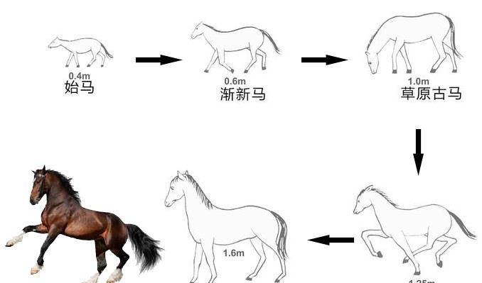马的进化简图马起源于距今约5500万年前的北美,历经几个重要发展阶段