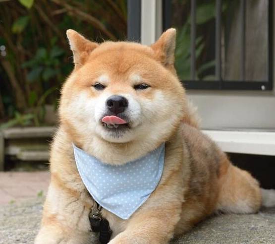 柴犬中的表情帝,出过写真还是网红,这狗狗厉害了!_ryuji_主人_时候