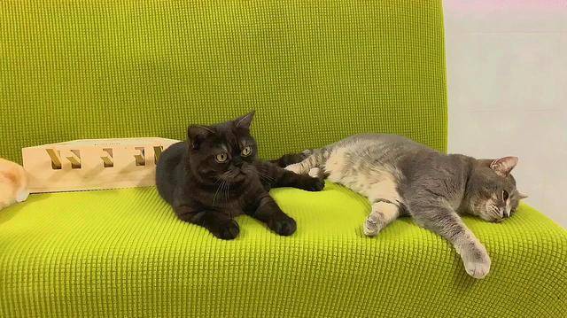 猫咪也会为了"争宠"打架_竞争_东西_狗狗