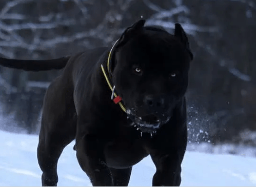 原创新型猛犬问世融入黑豹基因将取代罗威纳犬成为顶级防暴犬