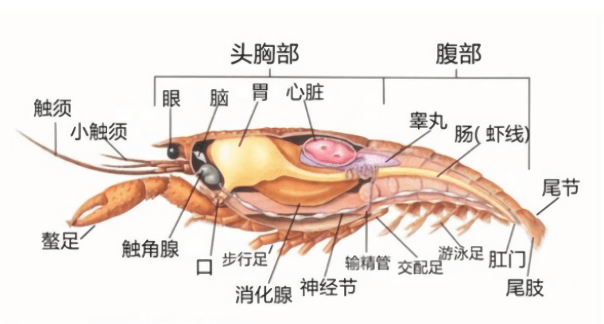 吃小龙虾,虾头里的黄色,到底是虾黄还是排泄物?能不能吃?