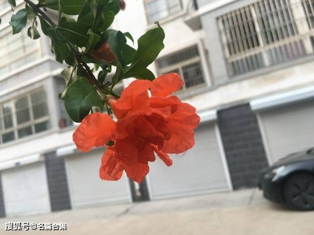 燕山亭61月食夜文/张修玮小住神钲,柳絮扑面,帘外无风丝乱.