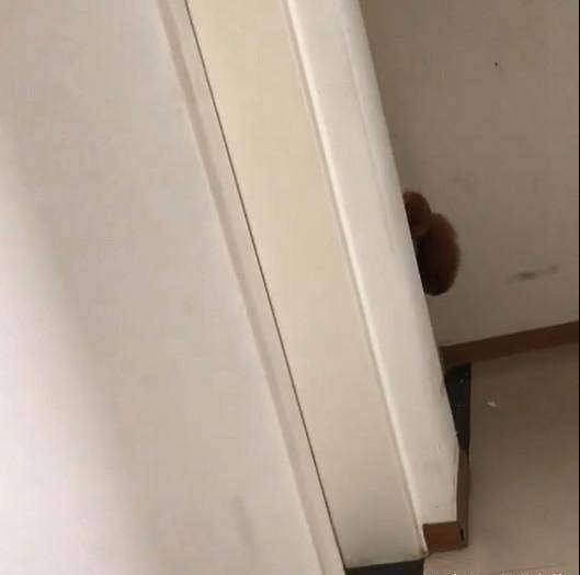 这天,网友下班回家,看见本该在屋子里的贵妇犬竟然从房门外露出了半个