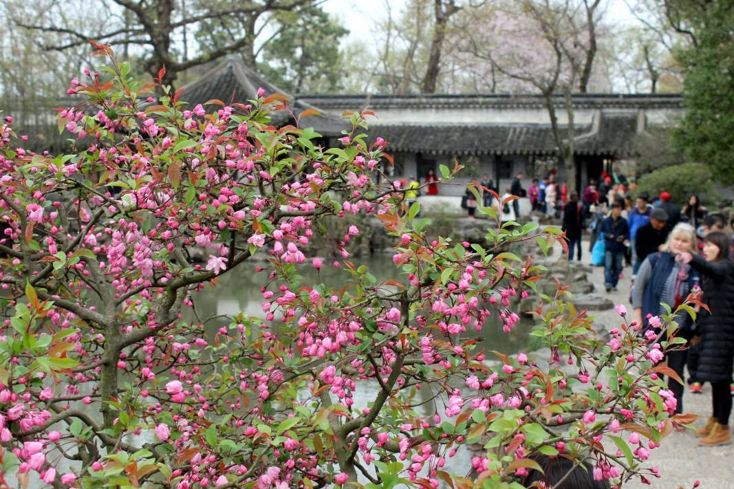 苏州一"大咖"景点,春日赏花指南奉上,位列5a门票却只要50_海棠花_景区