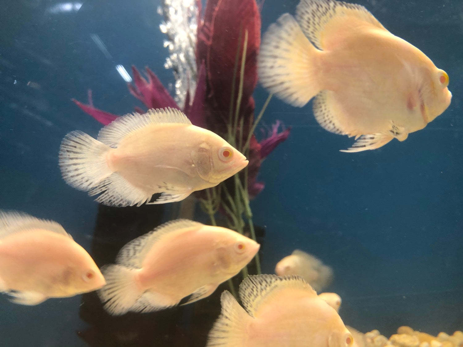 地图鱼有几种颜色,有哪些品种(2)_oscar_fish_体表
