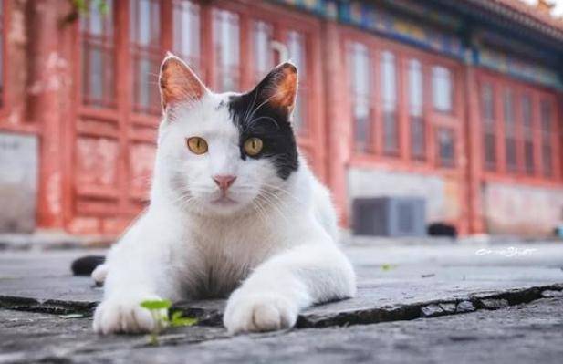 原创故宫不仅有文物还有猫咪两百多只宫廷御猫日夜巡逻紫禁城