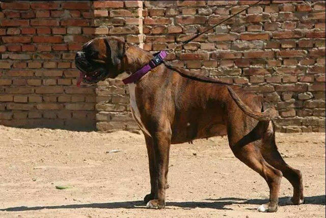 獒犬种的祖先拳师犬,它是比特犬的克星之犬!_进攻_藏獒_外表