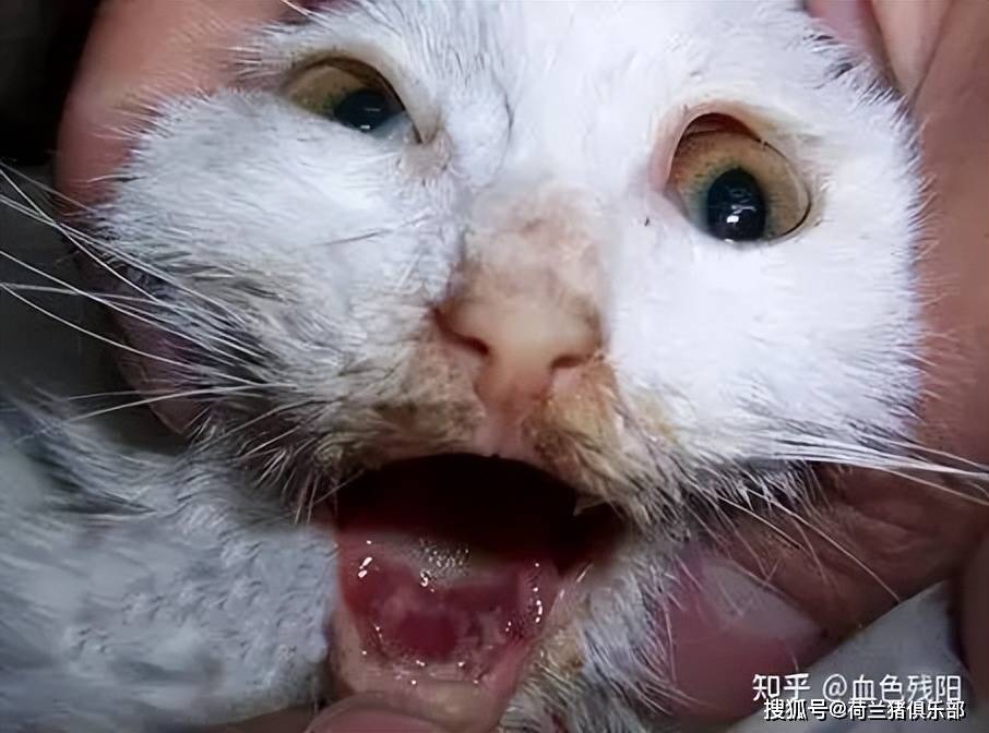 猫鼻支是一种对猫尤其是幼猫危害严重的传染病,又称为传染性鼻气管炎.